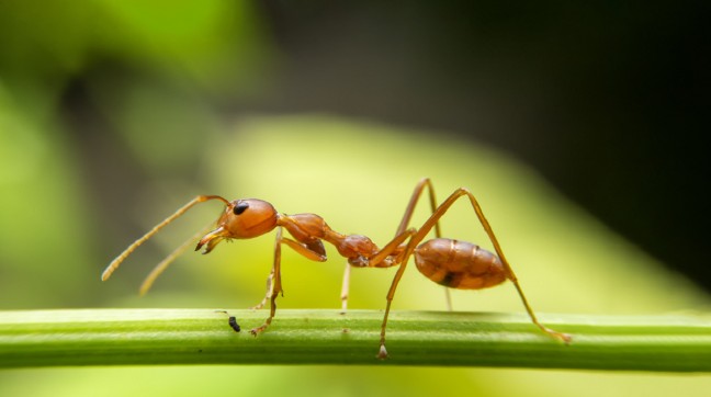 Mơ thấy con kiến có ý nghĩa gì và con số hên liên quan